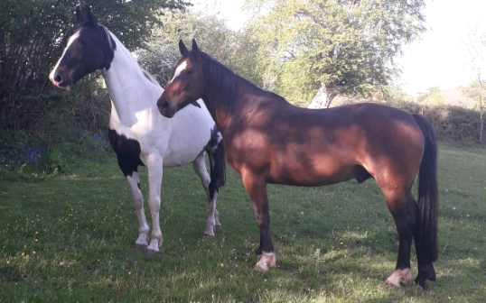 Holistic Horse Care - If horses could talk... - the W·I·L·D® horses, Dax and 'Rika