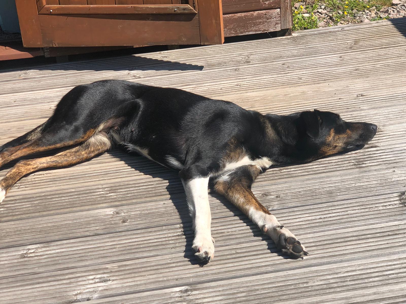 Wellbeing for the Animals in our Care - image shows Inca the W·I·L·D® dog