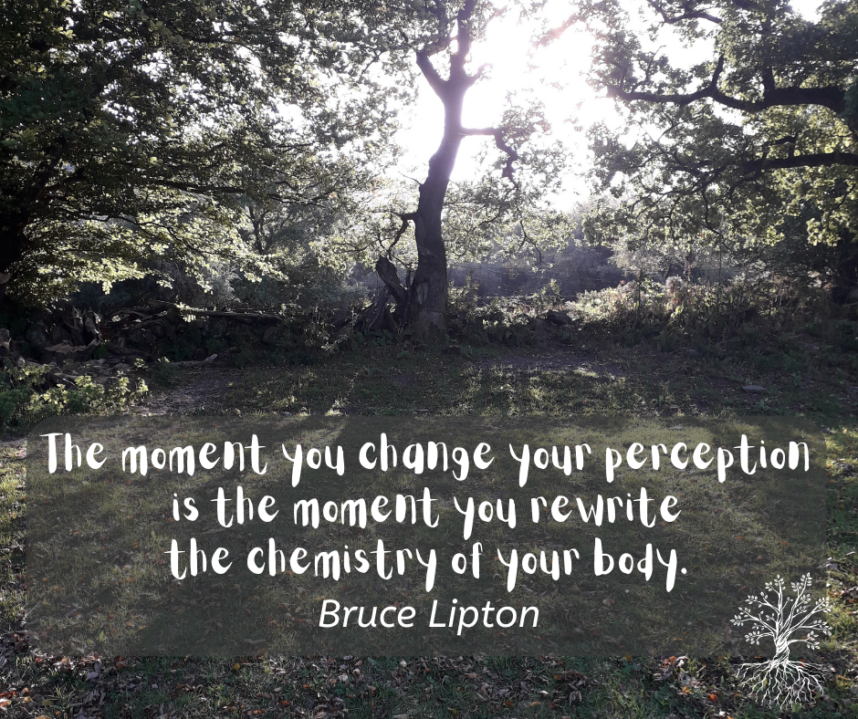 image of trees backlit by late afternoon summer sunshine with a quote:
"The moment you change your perception, is the moment you rewrite the chemistry of your body."
Dr Bruce H Lipton