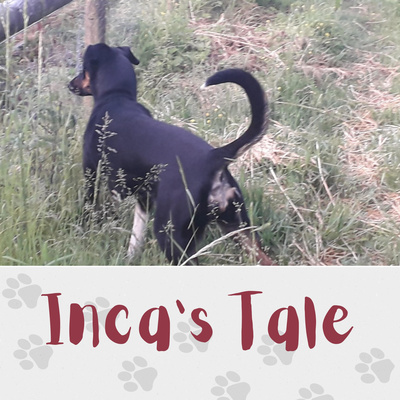 Inca's Tale Podcast