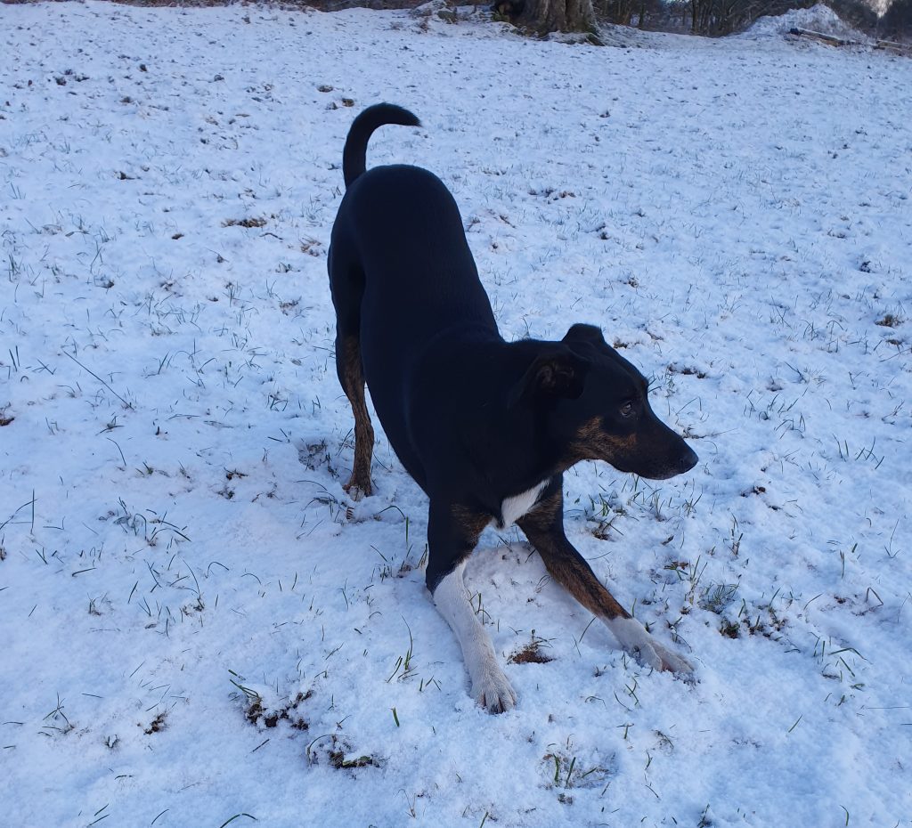 Inca - a Doberman Collie cross from Bridgend Dog's Trust who came to live at W·I·L·D® in 2021