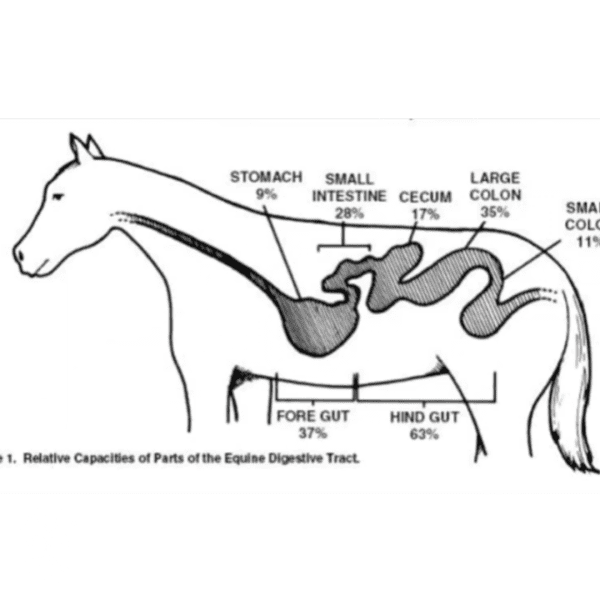 If Horses Could Talk - module 2