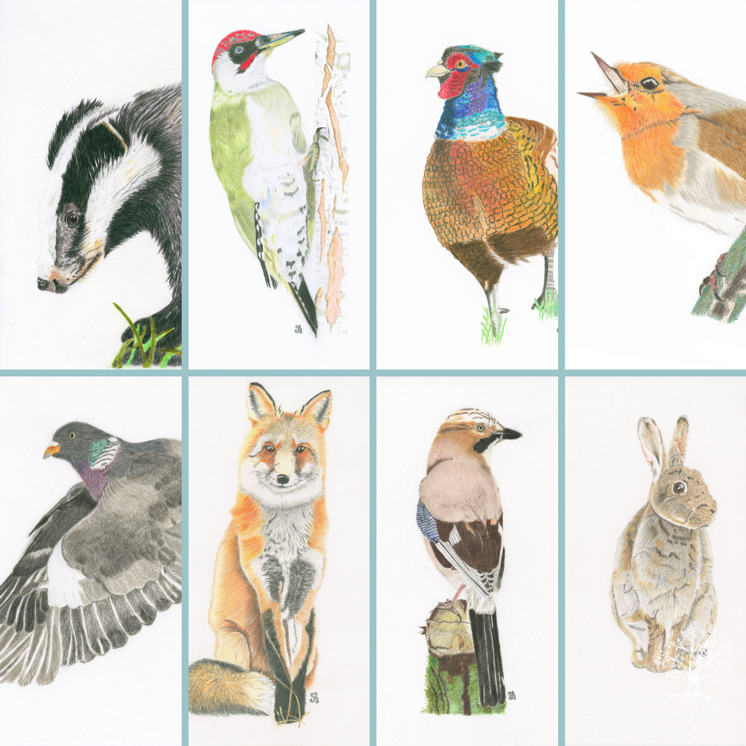 Guided Meditations - Wildlife-Inspired collection